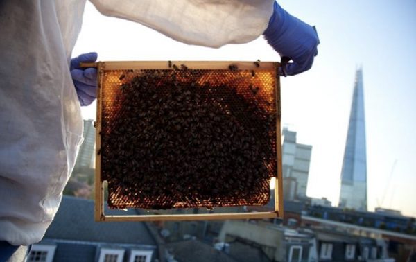 Martin Miller’s campaign supports bees