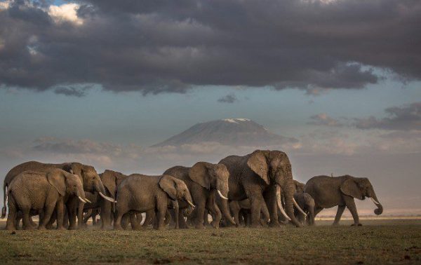 Elephant Gin Foundation to help wildlife