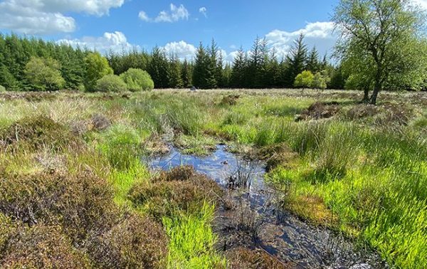 Suntory teams up with RSPB