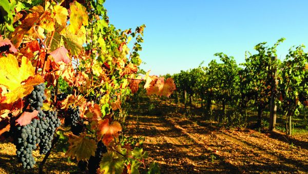 World Spirits Report 2022: Cognac & brandy