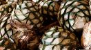 Tequila-Agave