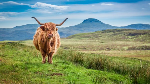 Top 10 Scotch whisky export markets by volume