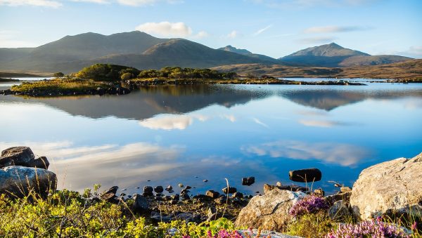 Scotch sees export value decline in 2024