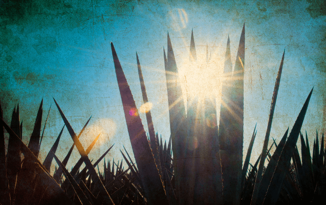 agave mexico