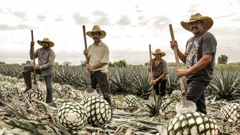 Grow figure: the global potential of Tequila
