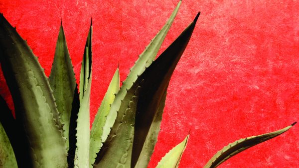 The Tequila & Mezcal Masters results 2023