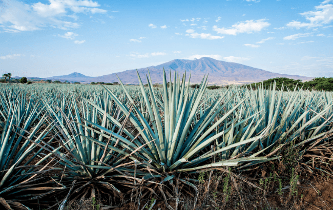 agave plant