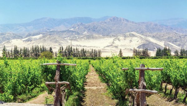Popularity contest: how pisco is looking to grow