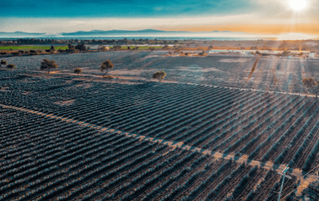 agave field