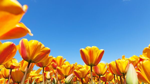 DB & SB Spring Blind Tasting 2023 results