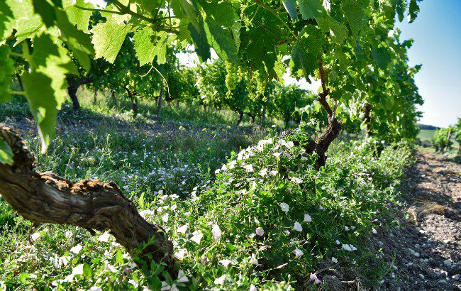 Cognac Jean Fillioux vines