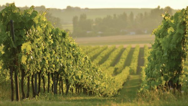 Cognac to the future: a modern makeover