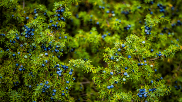 The Gin Masters 2023 – First Tasting results