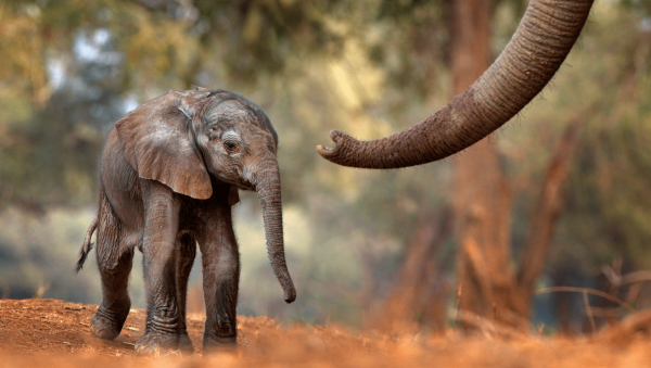 Top 10 spirits brands supporting conservation projects