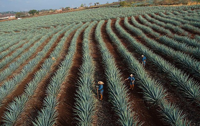 Farmers in Diageo's agave fields in Jalisco, Mexico