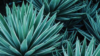 Alternative agave spirits on the rise