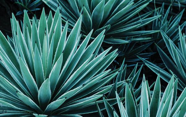 Alternative agave spirits on the rise