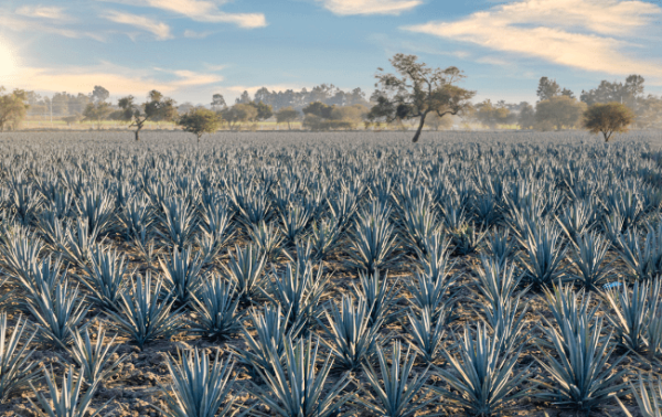 Bacardi: AI could shape cocktail choices in 2024