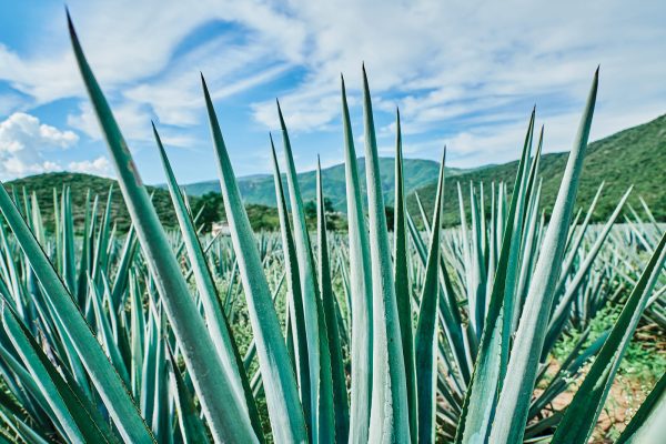 Top 10 biggest-selling Tequila brands