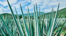 agave plant used to make tequila or mezcal