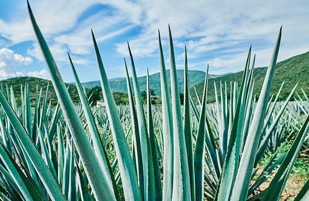 Super-premium Tequila faces 5% drop by 2030
