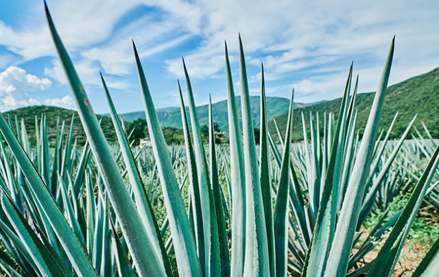 agave plant used to make tequila or mezcal