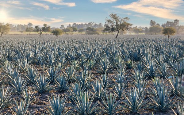 Tequila flourishes in travel retail