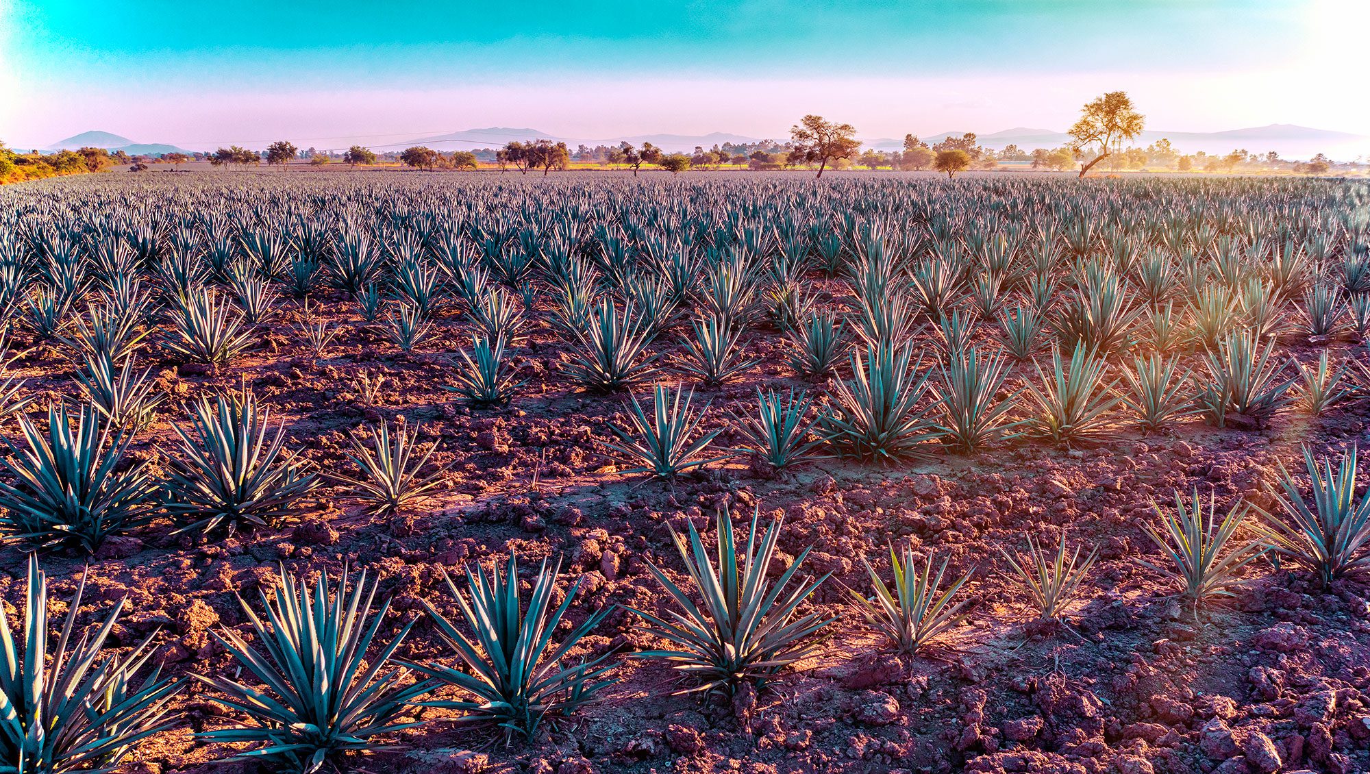 The Tequila & Mezcal Masters 2024 results The Spirits Business