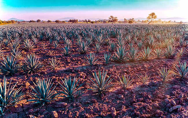 Tequila-and-Mezcal-Masters