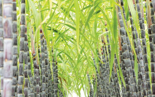 Rum: the perfect travel retail category