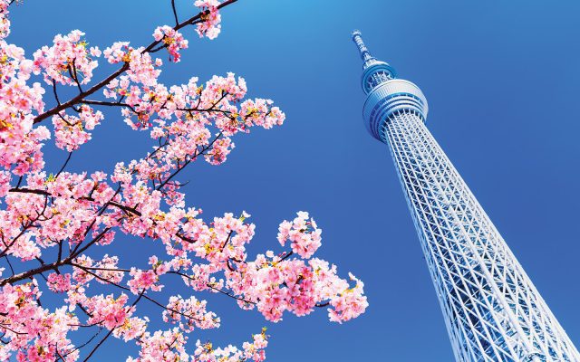 cherry blossoms in japan, japanese whisky