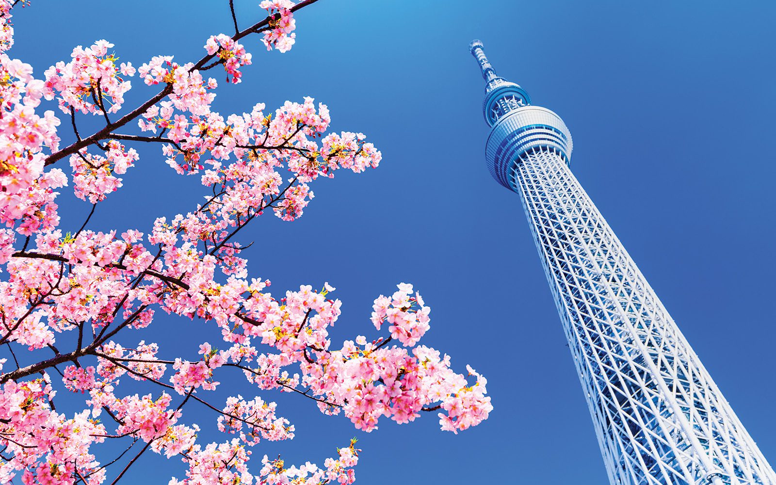 The Japanese whisky category blossoms - The Spirits Business