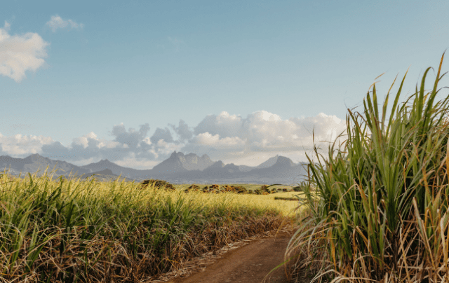 Cane field for rum