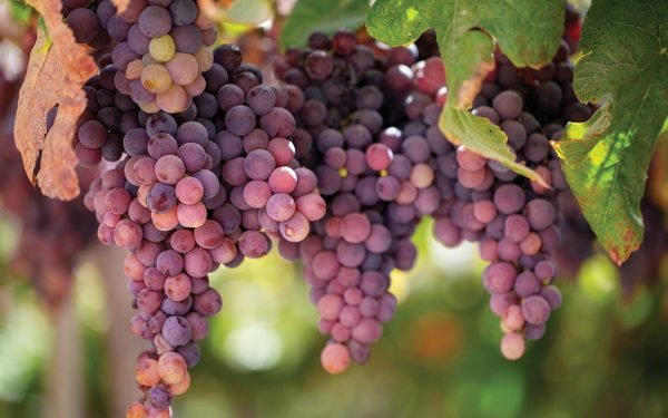 Taking pisco into the mainstream