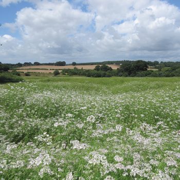 Beacon coriander