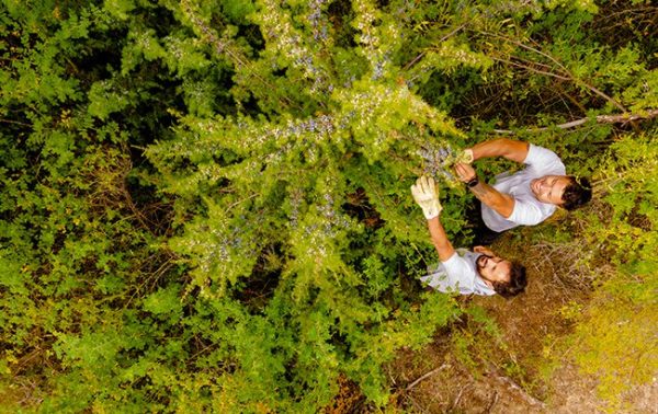 Inside Bosque Gin’s social work