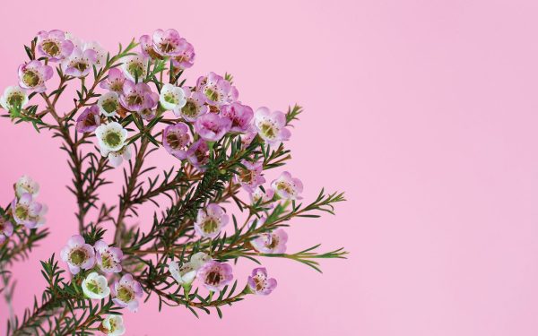 Is gin facing a botanical crisis?