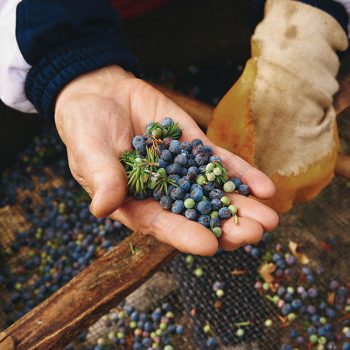 juniper in gin