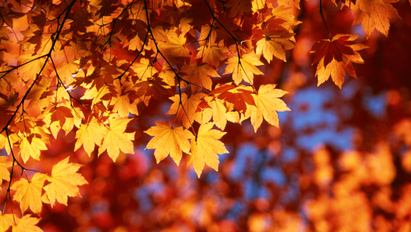 The DB & SB Autumn Blind Tasting 2024