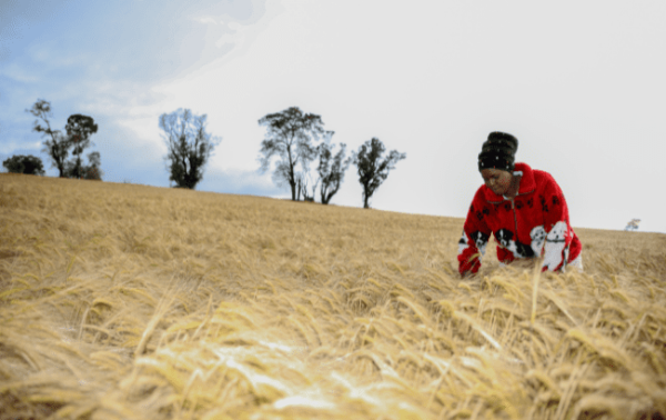 Diageo pledges £450,000 to African farms