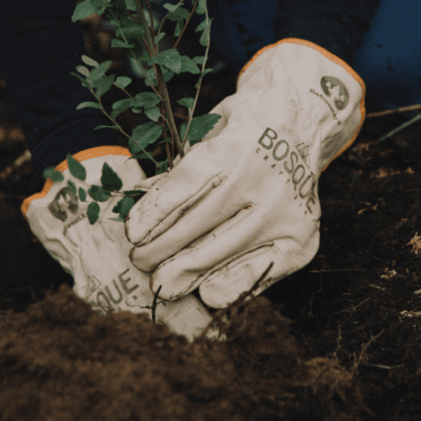 Bosque plants trees in Patagonia