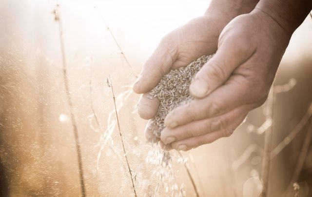 Filliers grain to glass