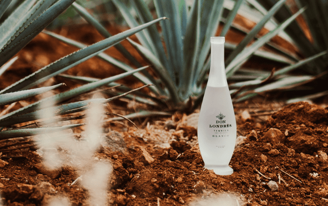 Don Londres agave