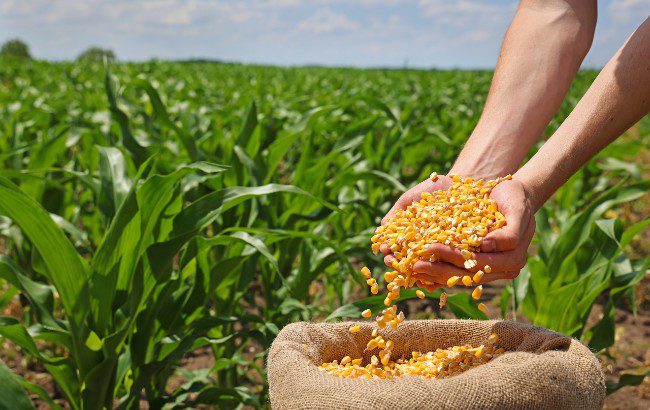 Regenerative corn farming