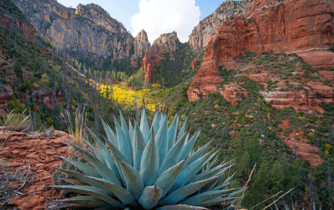 spirits trends, global agave