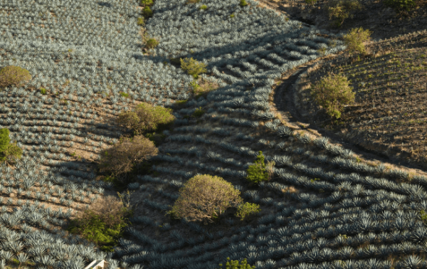 Jose Cuervo on protecting the future of Tequila