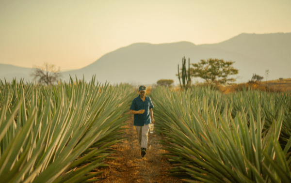 Mezcal Unión: education key to category growth