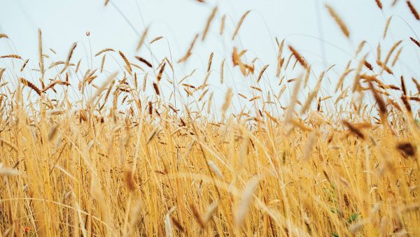 How are spirits brands embracing regenerative farming?