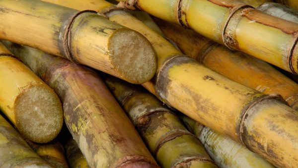 The Rum & Cachaça Masters 2025 results