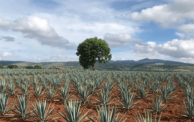 Tequila agave fields